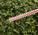 80V 26'' Brushless Hedge Trimmer (Tool Only)